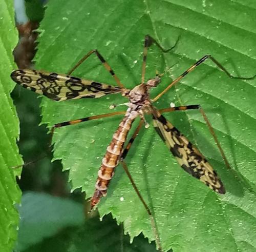 Réf. 324 614 : Epiphragma ocellare